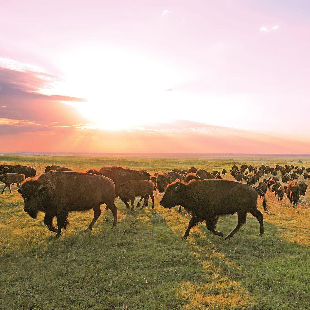 Provisions Grass-Fed Original Bison Meat Sticks